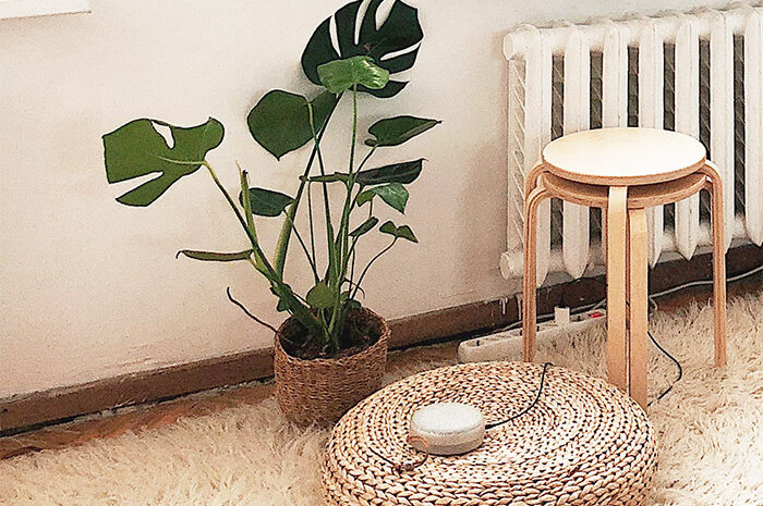  Plantas de interior de moda. Son tendencia